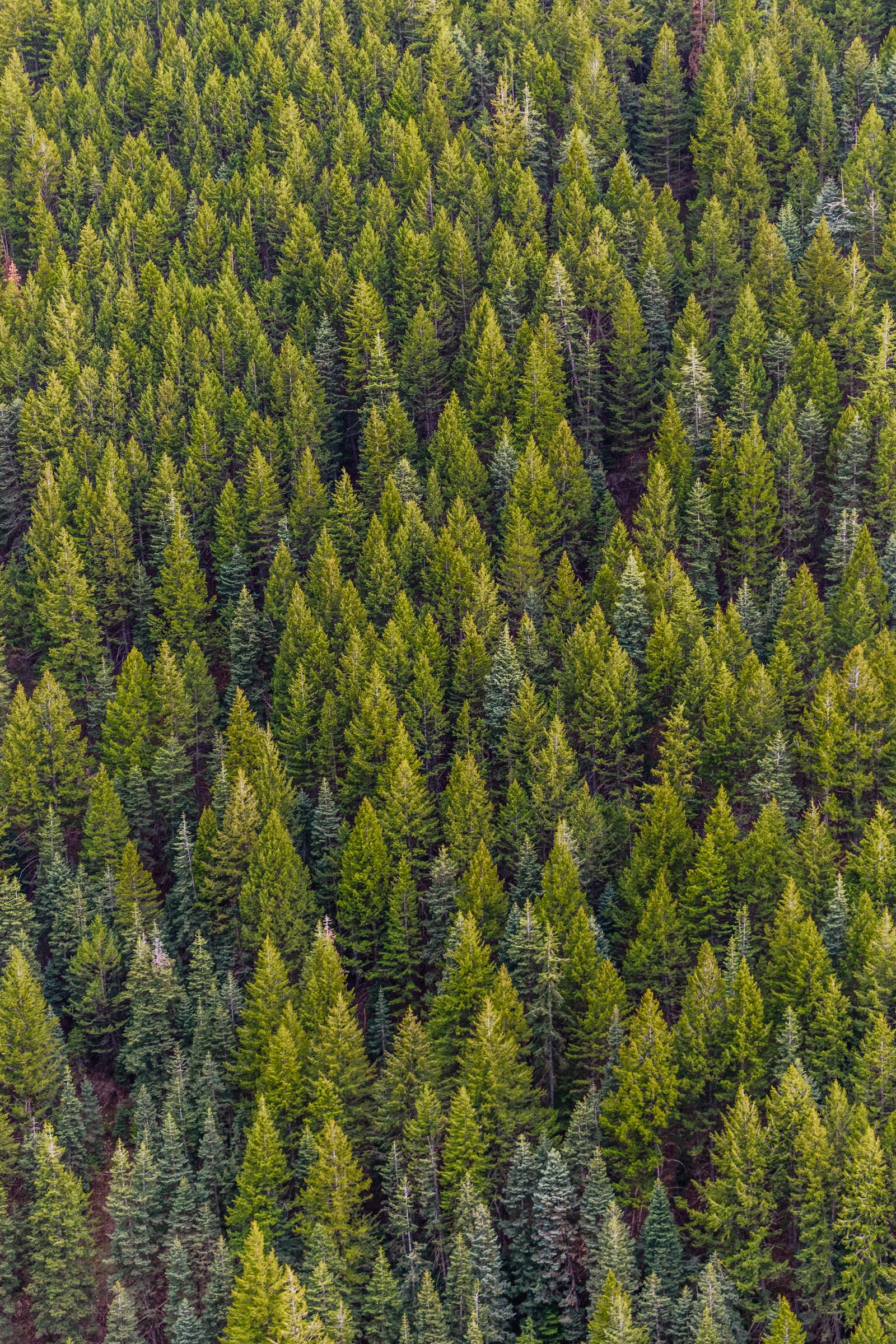 Waldhang im Wienerwald mit Lichtungen